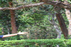 Cottonia peduncularis